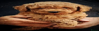 Barboncino 1