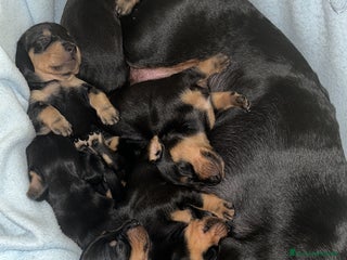 Bassotto cani Bassotti cercano casa!!!! - Annuncio 12