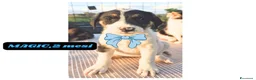 Meticcio cani in regalo: 12cuccioli 2mesi AIUTATEMI A SISTEMARLI! CATANIA  - Annuncio 9