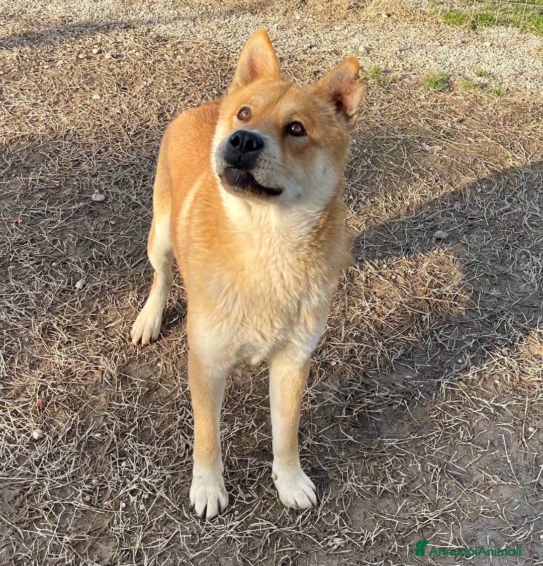 Meticcio cani in regalo: Adotta Aki - Annuncio 5