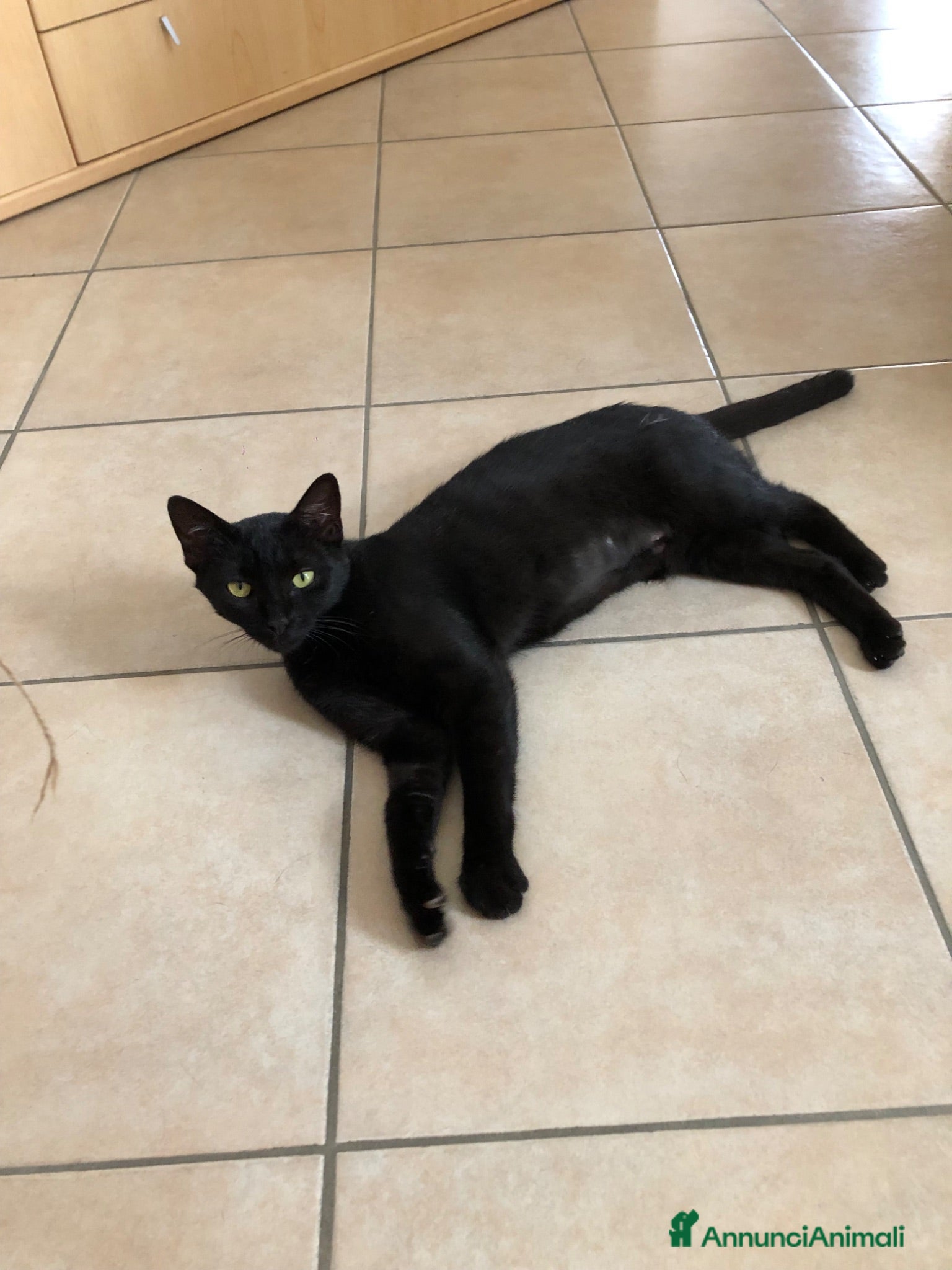 Altre razze gatti MARTA CERCA CASA 🏡  - Annuncio 10