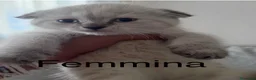 Scottish gatti in vendita: Scottish straight/fold - Annuncio 7