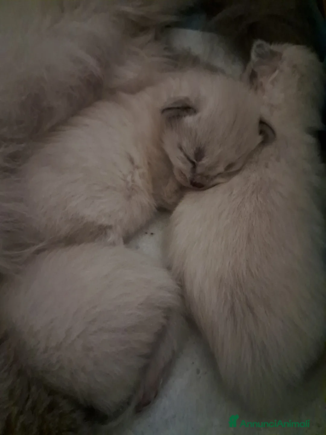 Siberiano gatti in vendita: Cucciola Siberiana neva  - Annuncio 3