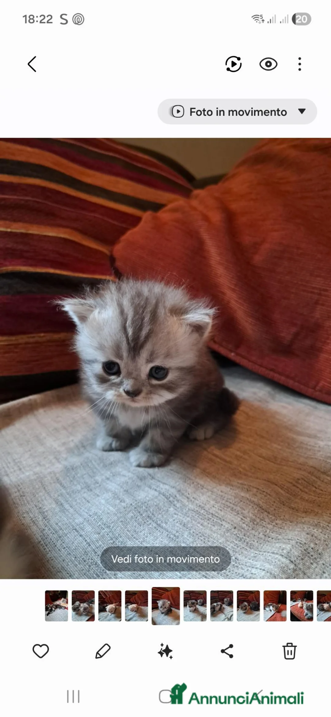 Persiano gatti in vendita: Gattini persiani  - Annuncio 4