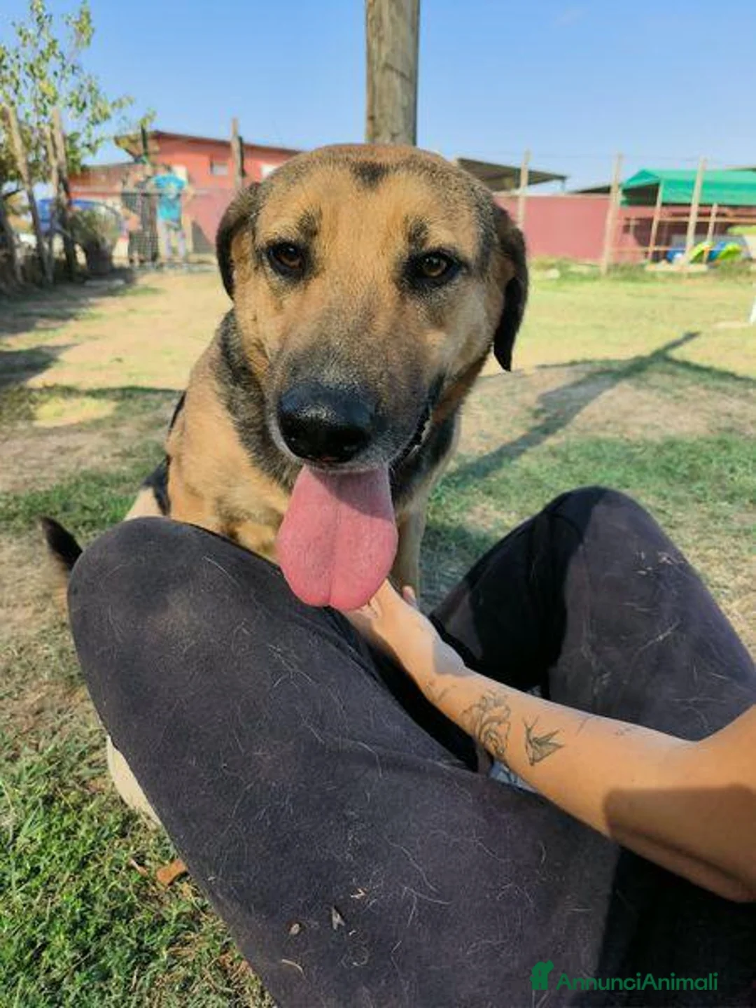 Meticcio cani in regalo: Lulù, strepitosa simil Pastore Tedesco  - Annuncio 11