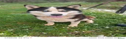 Meticcio cani in regalo: Simba, uno splendido simil Malamute - Annuncio 1