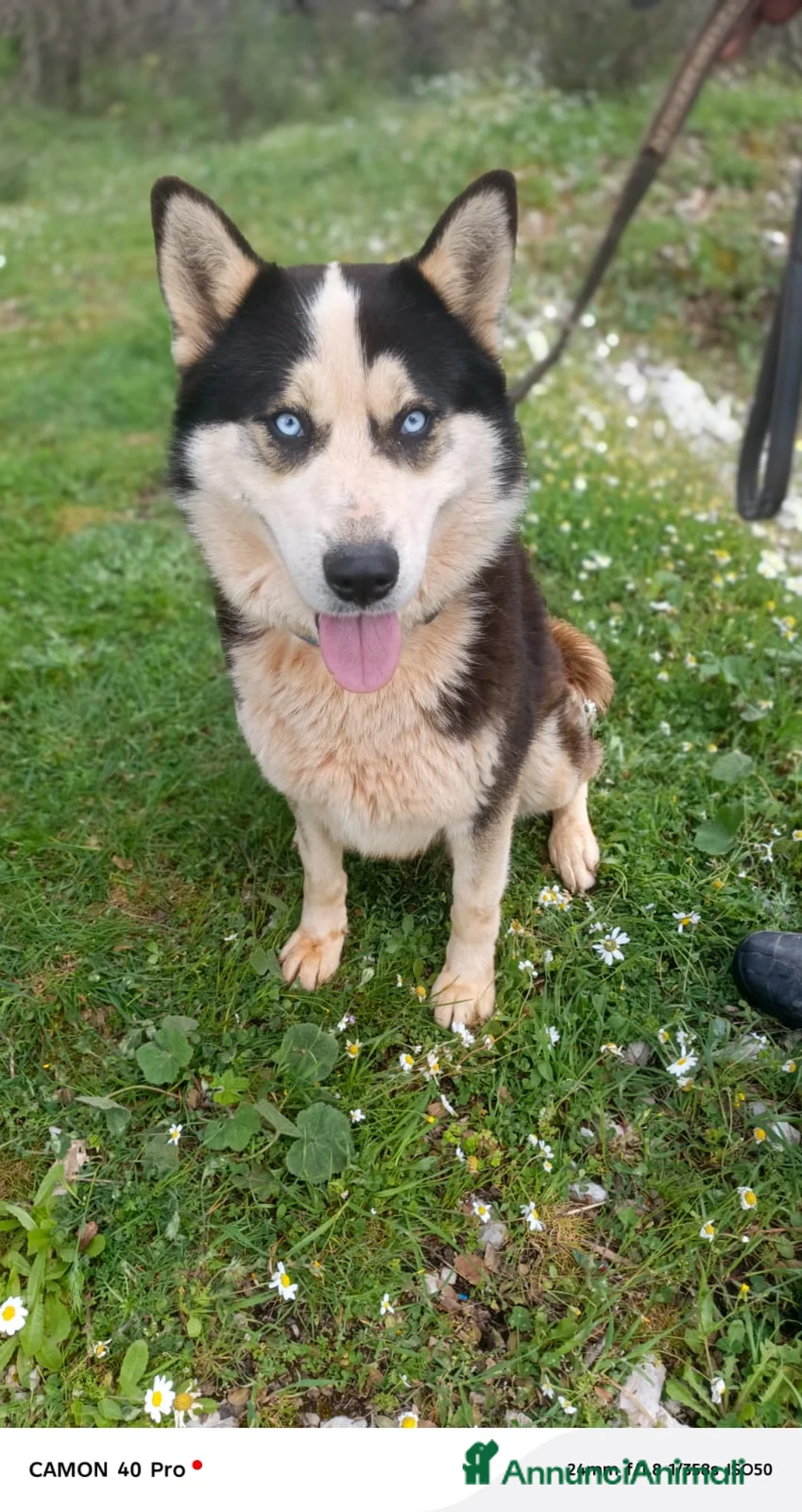 Meticcio cani in regalo: Simba, uno splendido simil Malamute - Annuncio 1