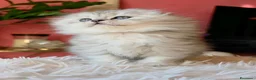 Scottish gatti in vendita: Ultima cucciola scottish fold silver longhair  - Annuncio 3