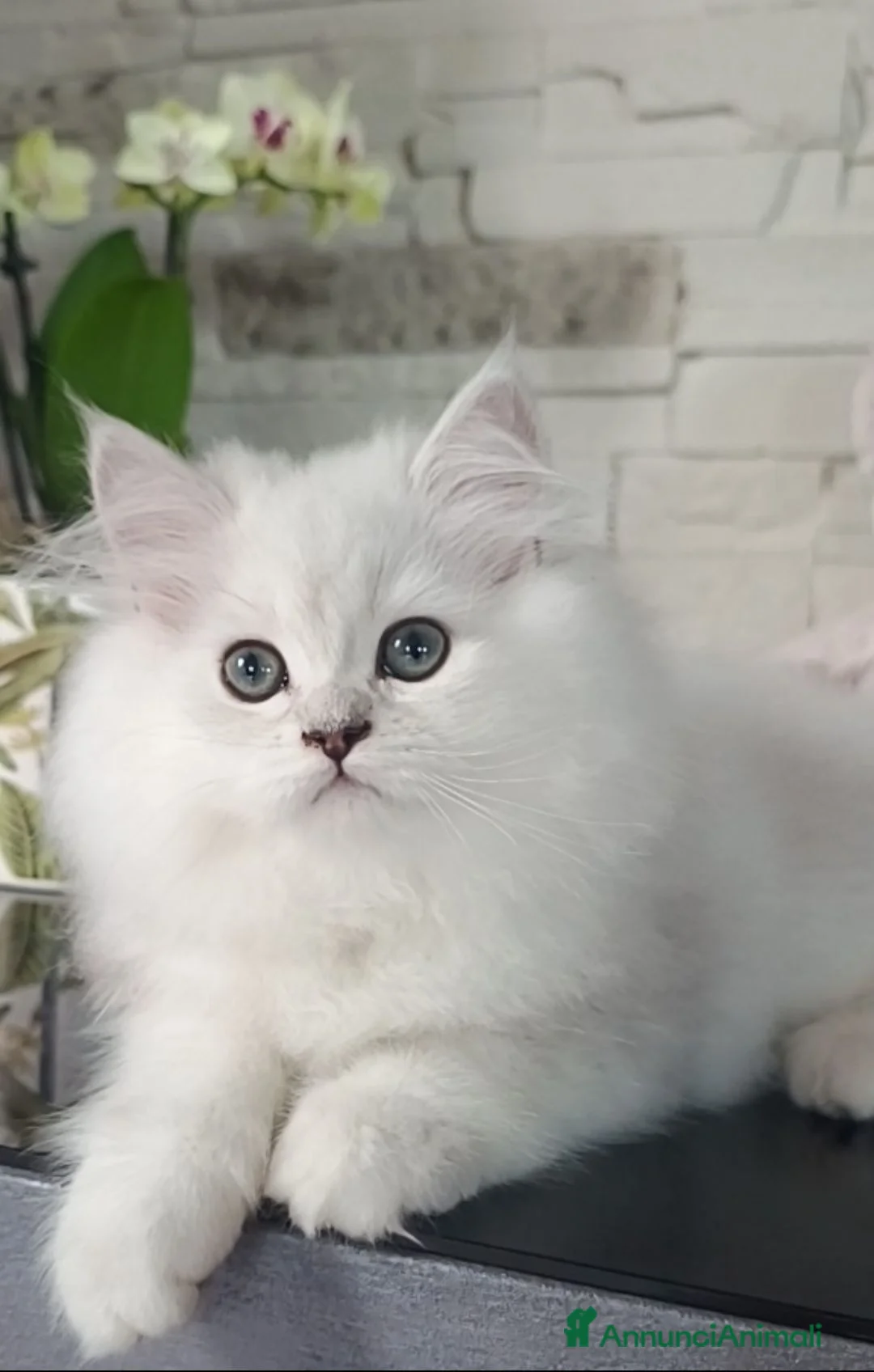 Persiano gatti in vendita: Cuccioli gatto persiano - Annuncio 1