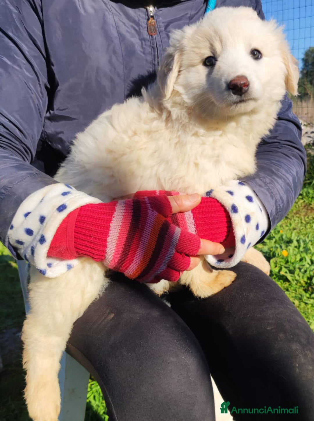 Meticcio cani in regalo: Lilla & Viola - Annuncio 4