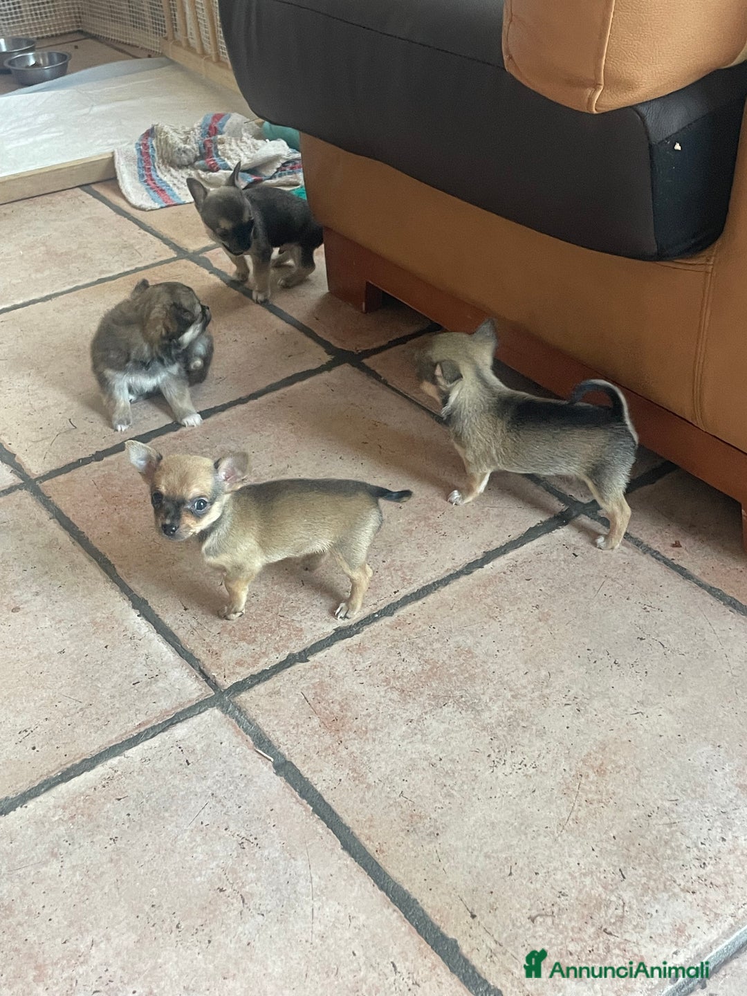 Chihuahua cani in vendita: Tre Cuccioli femmine - Annuncio 6