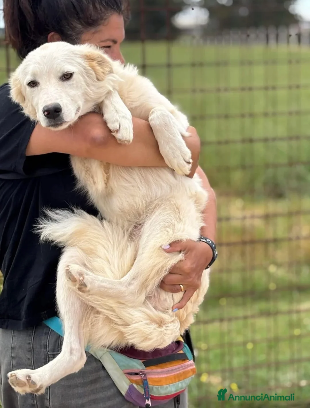 Meticcio cani in regalo: Daniela un’esplosione di bontà  a Provincia di Latina - Annuncio 2
