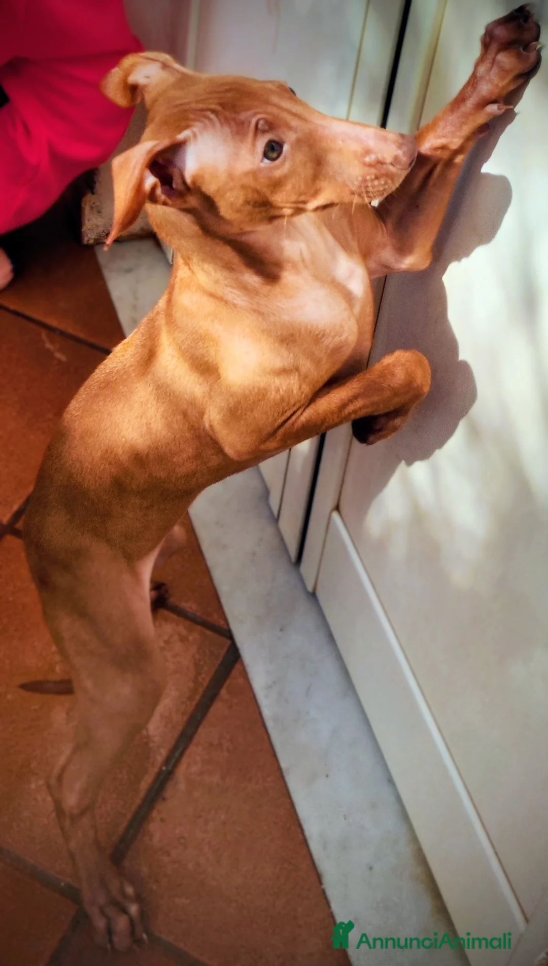 Cirneco dell'Etna cani in vendita: Cuccioli di Cirneco dell'Etna - Annuncio 7