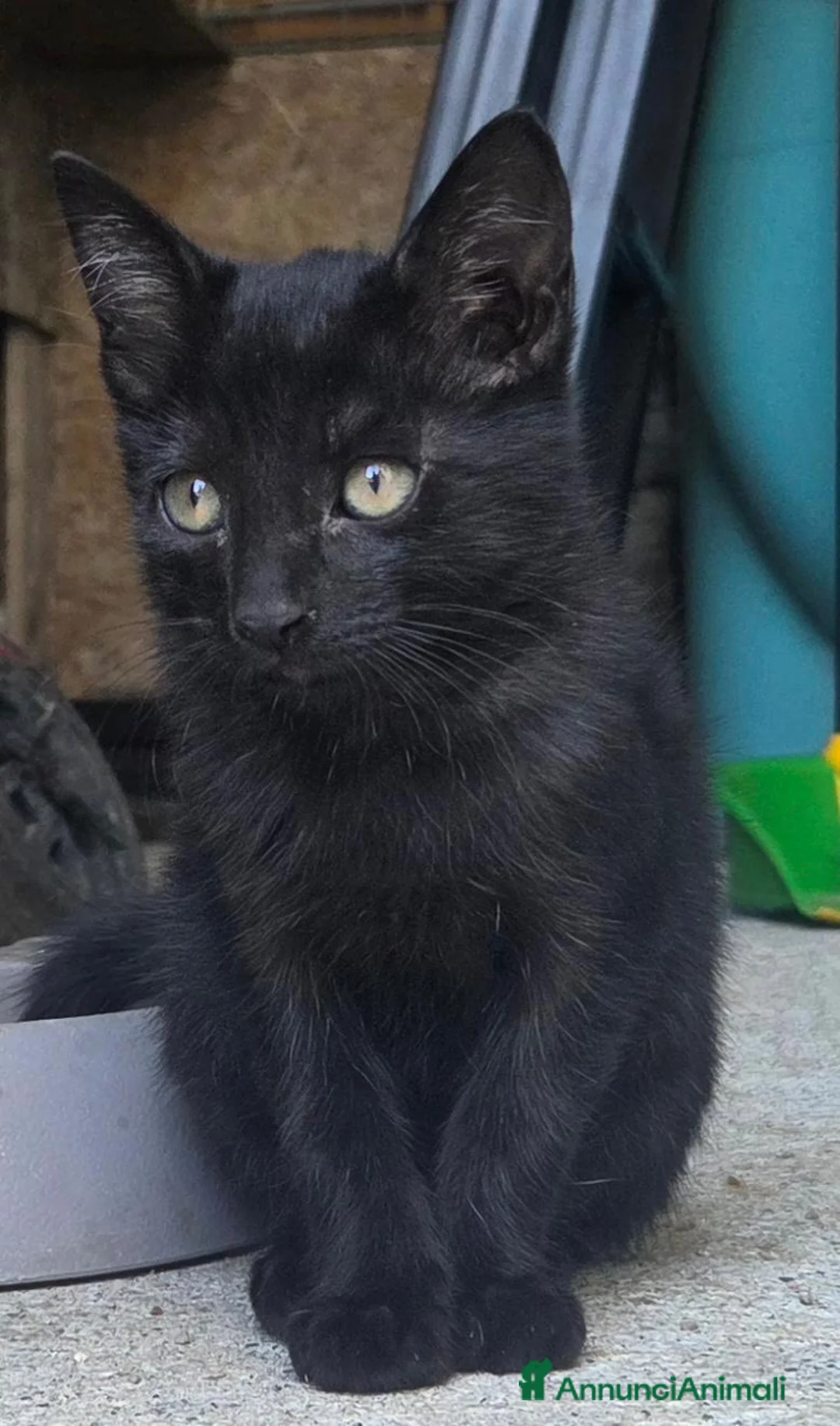 Meticcio gatti in regalo: Cuccioli Gattini a Provincia di Catanzaro - Annuncio 2