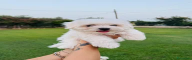 Maltese 1