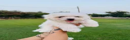 Maltese cani in vendita: Cuccioli di Maltese a Provincia di Frosinone - Annuncio 4