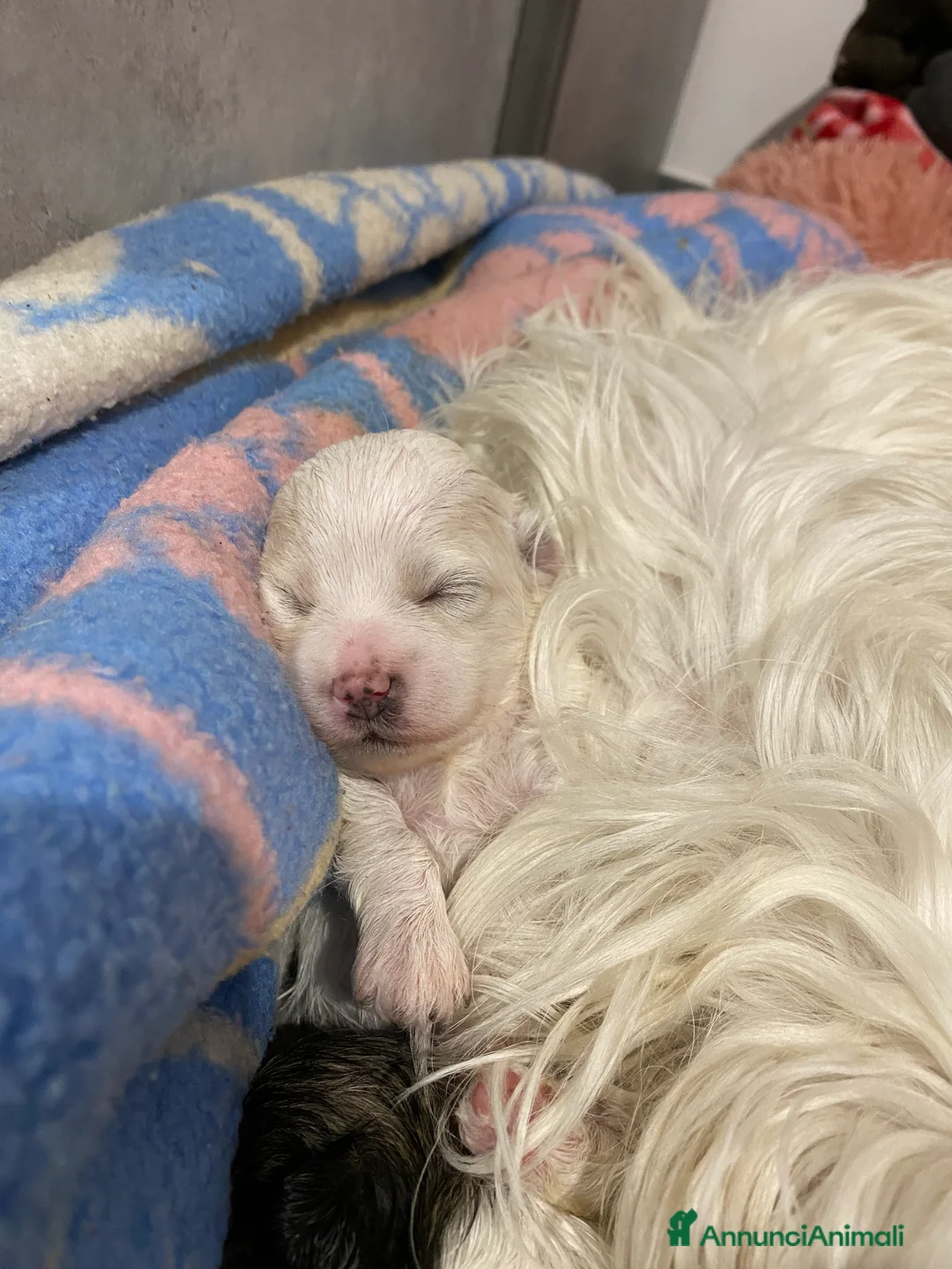 Maltipoo cani in vendita: Cuccioli maltipoo - Annuncio 5