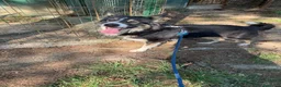Border Collie cani in regalo: Splendida Border Collie - MILA - Annuncio 4