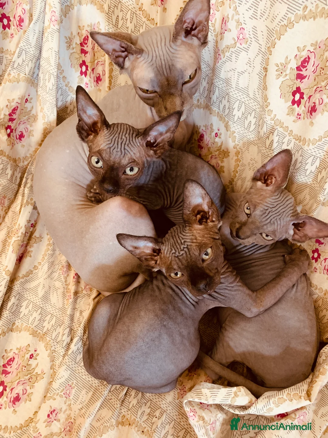 Sphynx gatti in vendita: Sphynx disponibili in Liguria con pedigree - Annuncio 2