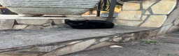 Altre razze gatti in regalo:  gattino nero cerca casa 🖤 - Annuncio 14