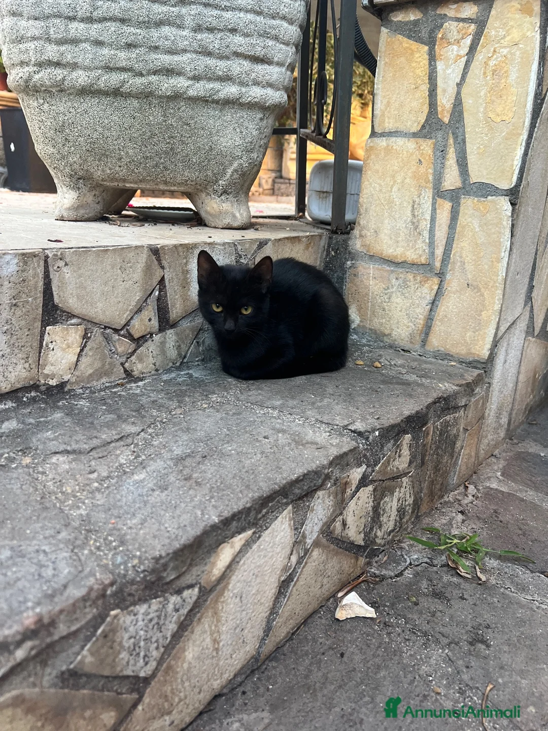 Altre razze gatti in regalo:  gattino nero cerca casa 🖤 - Annuncio 14