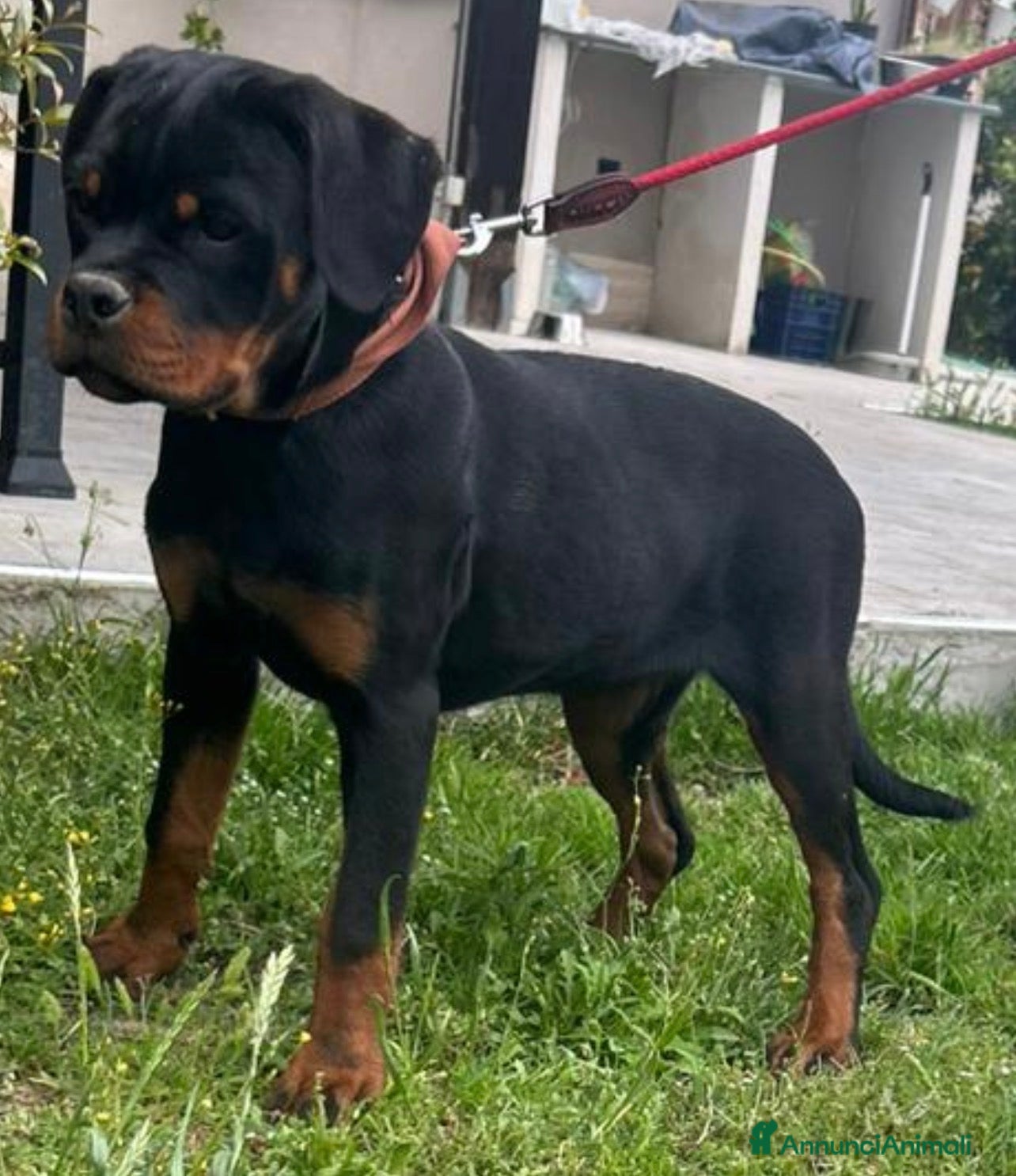Rottweiler cani Vendesi - Annuncio 1