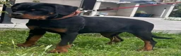 Rottweiler cani in vendita: Vendesi - Annuncio 1