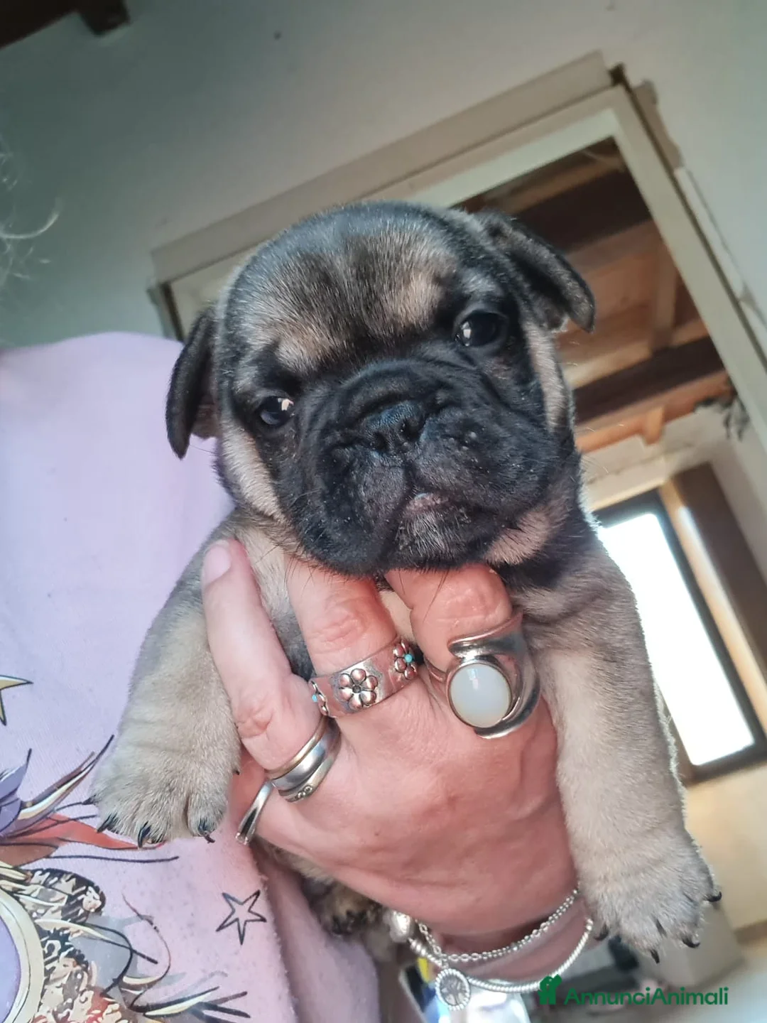 Bulldog Francese cani in vendita: Bulldog francese blu merle - Annuncio 2