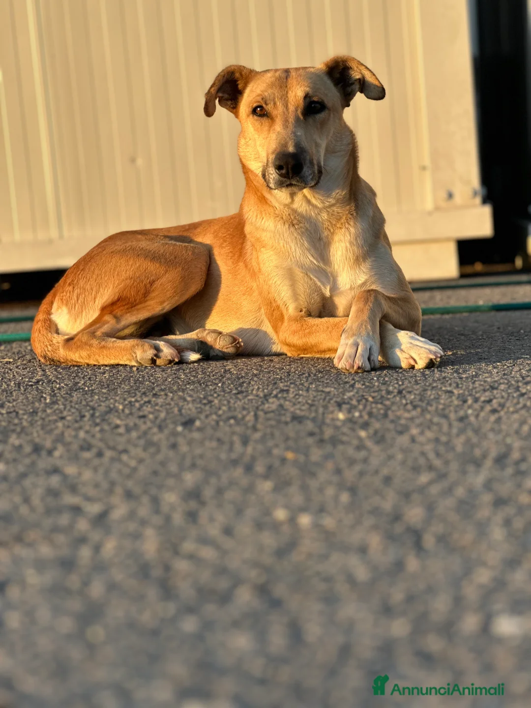 Meticcio cani in regalo: RUDY IN CERCA DI ADOZIONE - Annuncio 2