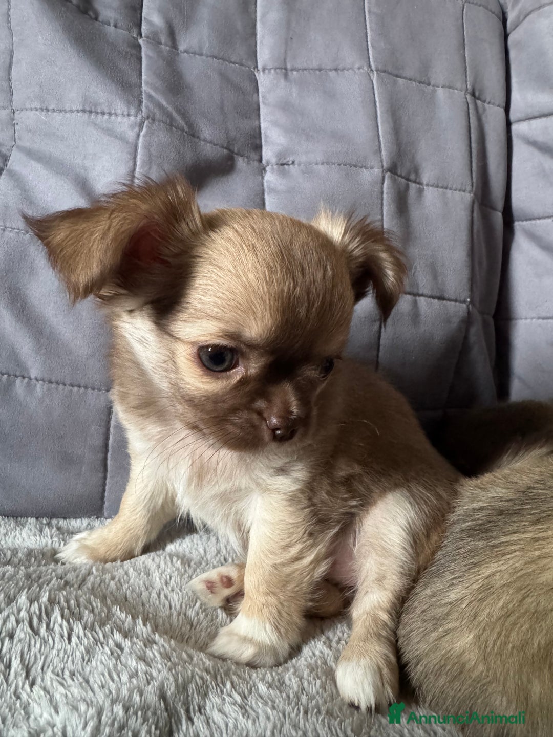 Chihuahua cani in vendita: Chihuahua pelo lungo - Annuncio 4