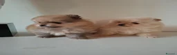 Volpino Pomerania cani in vendita: Cuccioli volpino pomerania  - Annuncio 3