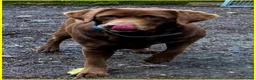 Labrador cani in regalo: KUBRA stupenda labr. cieca a Città metropolitana di Milano - Annuncio 8