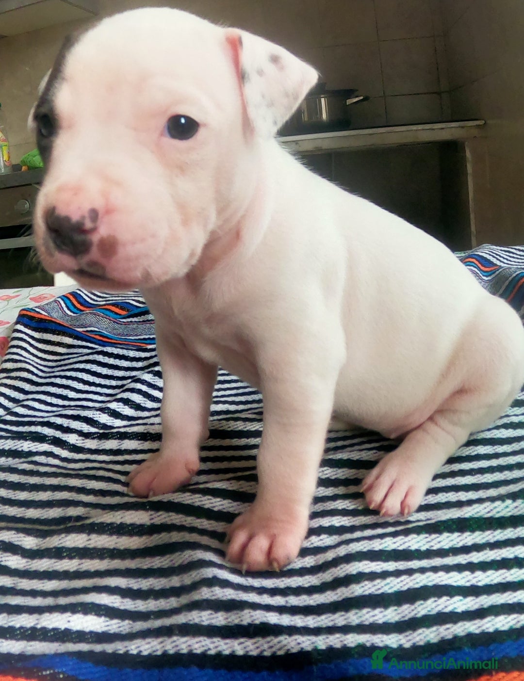 Pitbull cani in vendita: cuccioli in vendita - Annuncio 4