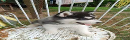 Husky cani in vendita: Siberian husky  - Annuncio 7