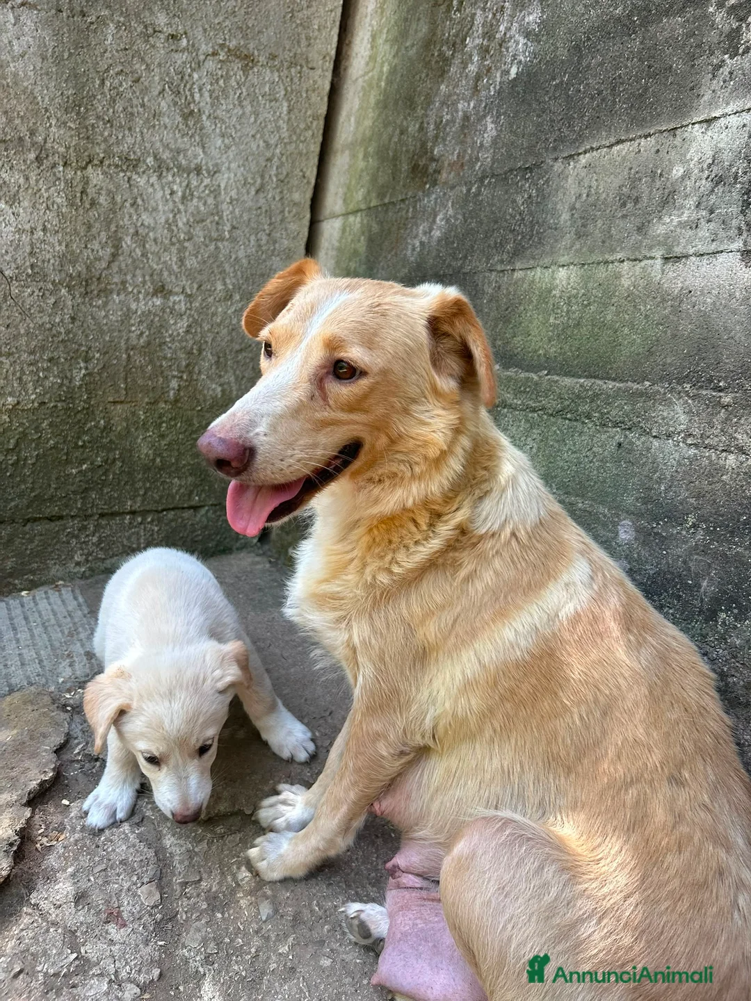Meticcio cani in regalo: Aria cerca casa 🏠 - Annuncio 2