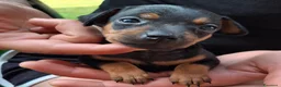 Pinscher Miniatura cani in vendita: Cuccioli di pinscher nano a Provincia di Vicenza - Annuncio 4