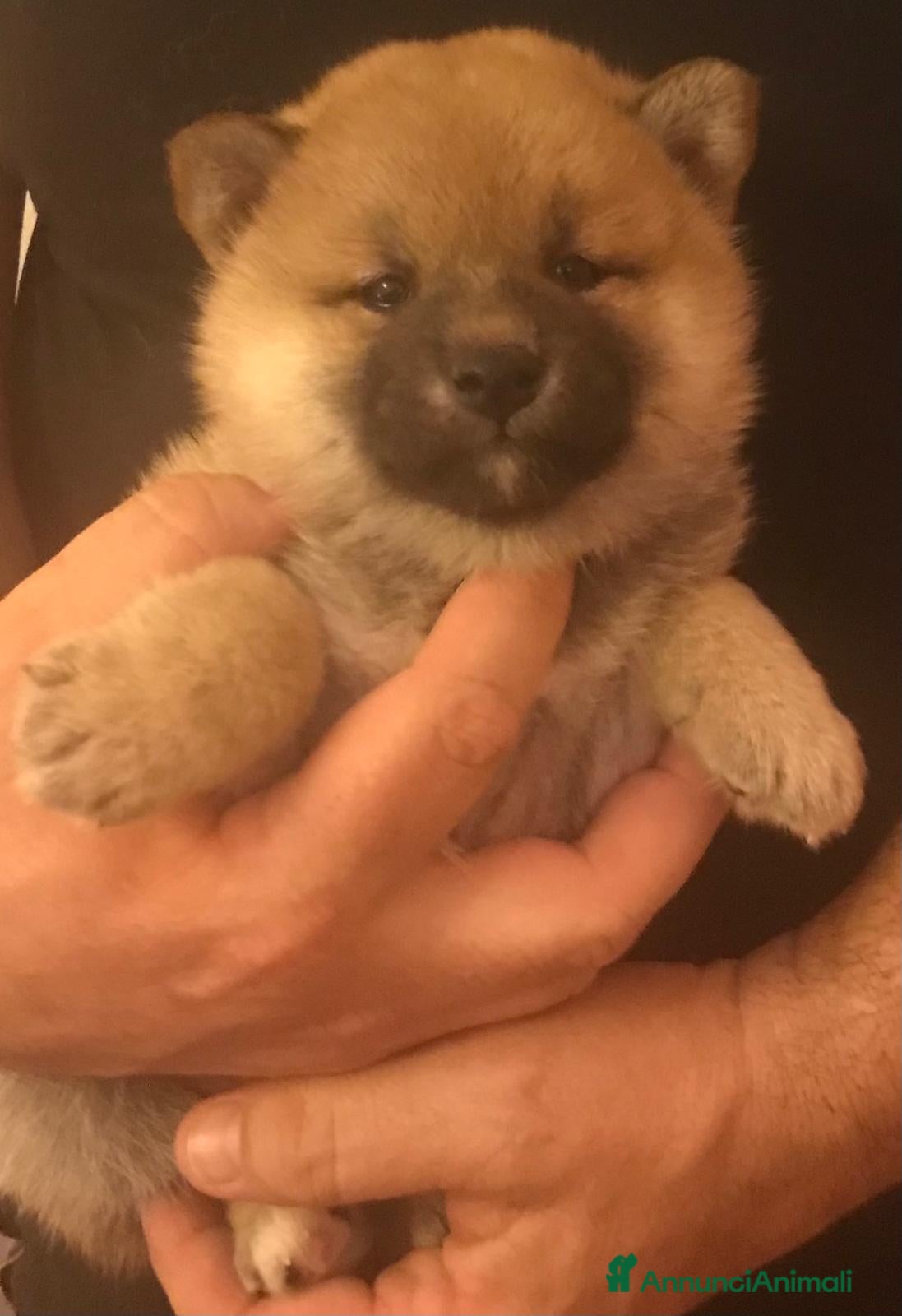 Shiba Inu cani in vendita: Cuccioli shiba Inu stupendi  a Provincia di Ancona - Annuncio 7