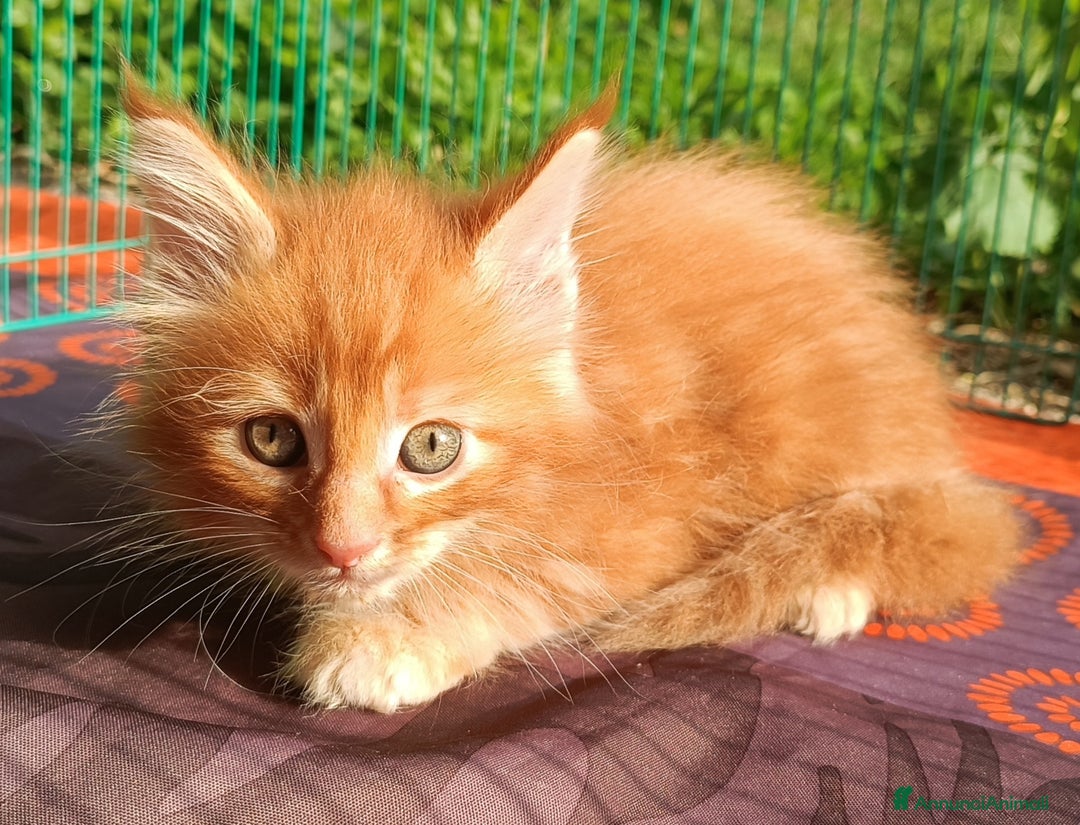 Maine Coon gatti in vendita: Cucciolo Maine Coon pedigree Red Tabby Blotched  - Annuncio 3
