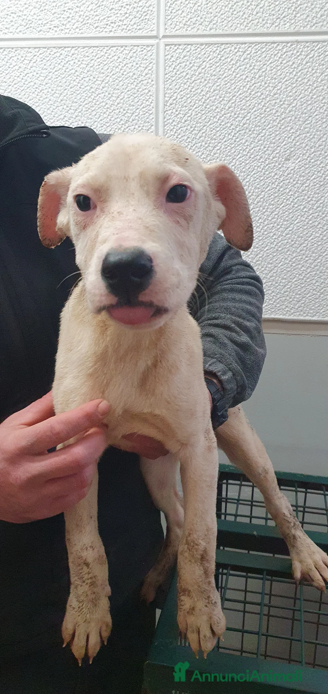 Pitbull cani in regalo: Pitbul cuccioli in Canile a Provincia di Rovigo - Annuncio 2