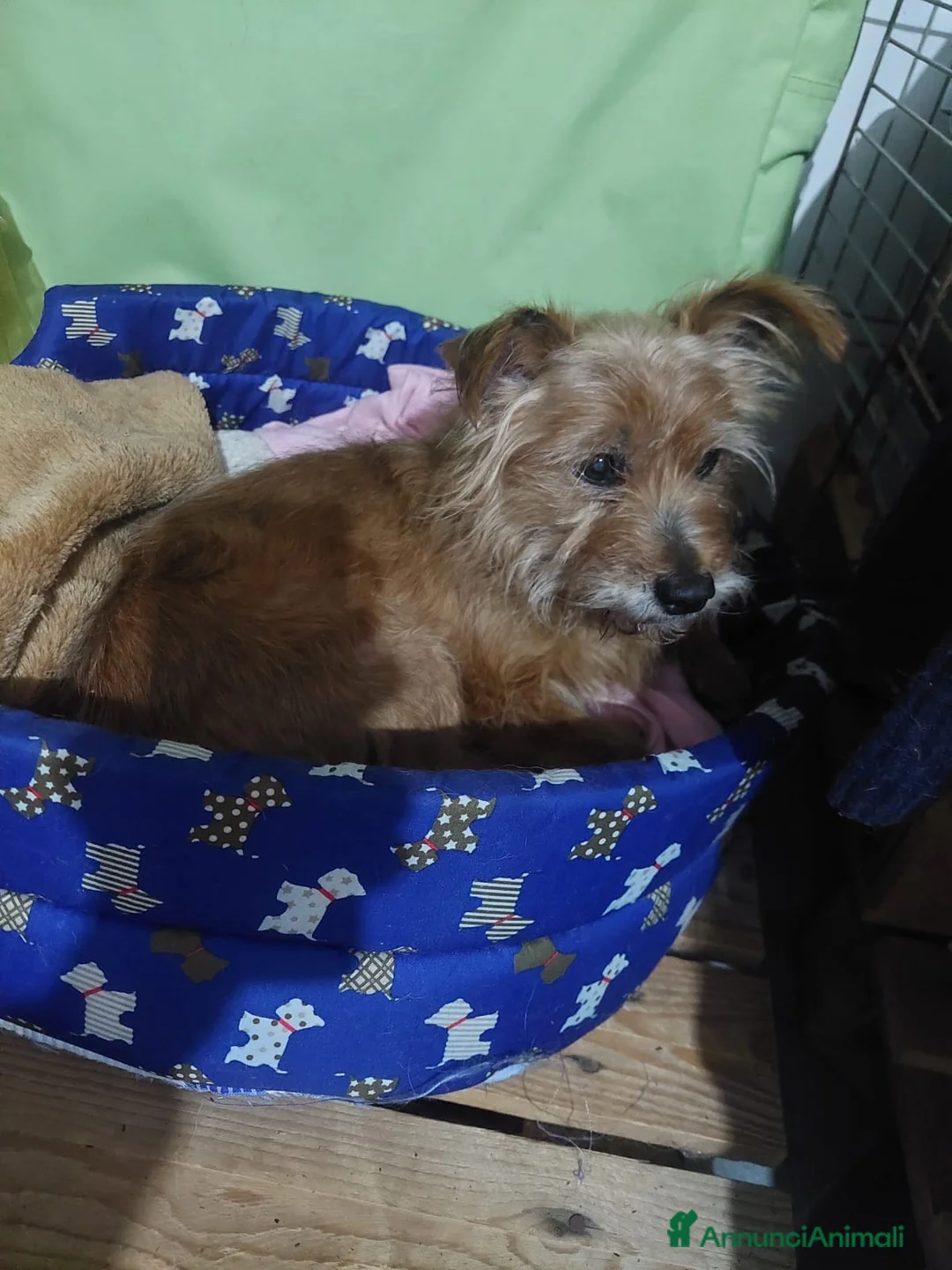 Meticcio cani in regalo: Henry, dolcissimo con tanto bisogno di famiglia - Annuncio 1