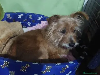 Meticcio cani Henry, dolcissimo con tanto bisogno di famiglia - Annuncio 10