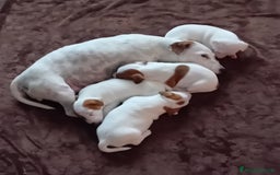 Jack Russell cani in vendita: CUCCIOLI JACK RUSSEL TERRIER CON PEDIGREE a Provincia del Verbano-Cusio-Ossola - Immagine 3