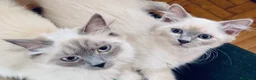 Meticcio gatti in vendita: Cuccioli incrocio Sacro di Birmania/Siamese - Annuncio 1