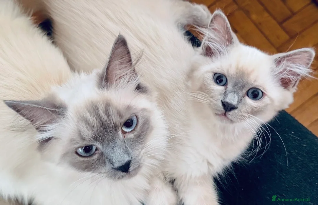 Meticcio gatti in vendita: Cuccioli incrocio Sacro di Birmania/Siamese - Annuncio 1
