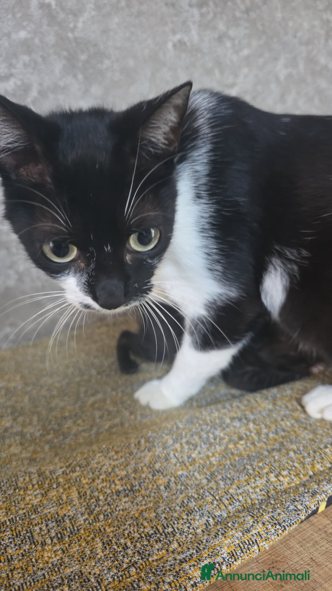 Meticcio gatti Bellissime gattine cercano casa - Annuncio 1