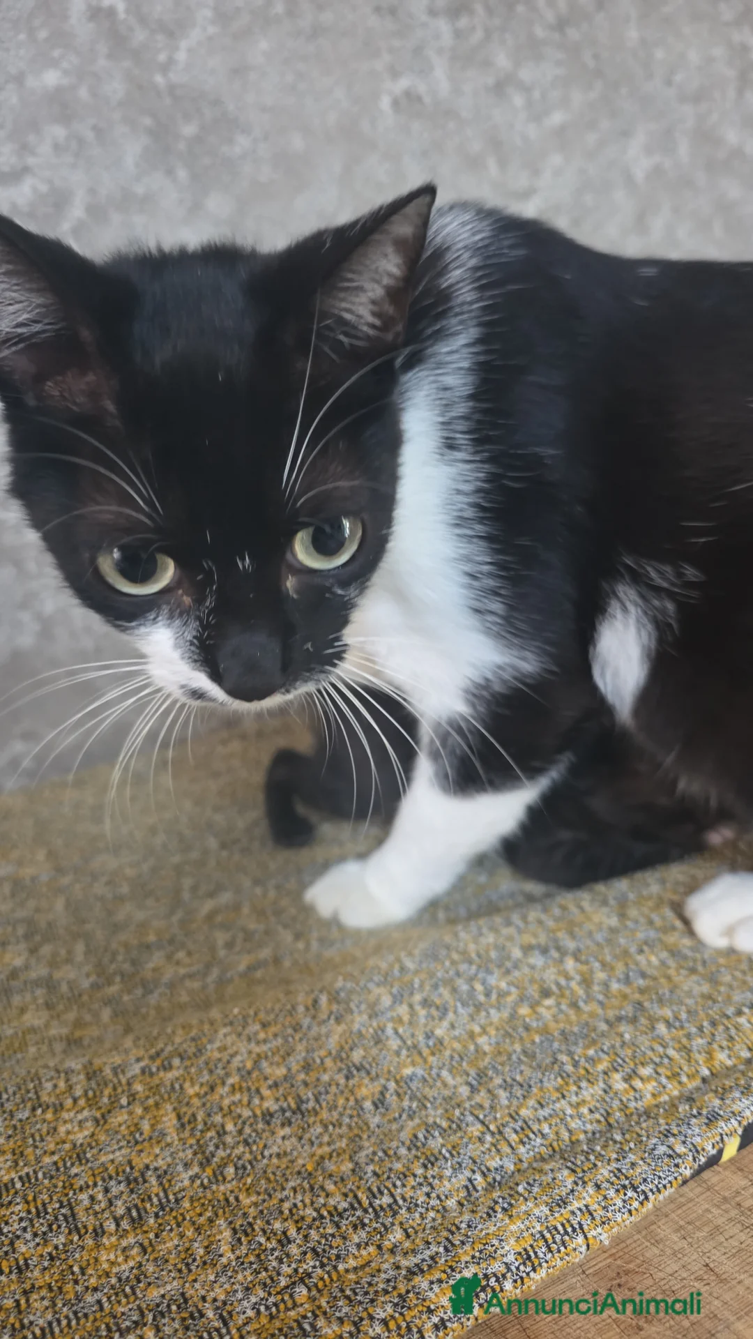 Meticcio gatti in regalo: Bellissime gattine cercano casa - Annuncio 1