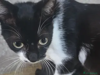 Meticcio gatti Bellissime gattine cercano casa - Annuncio 1