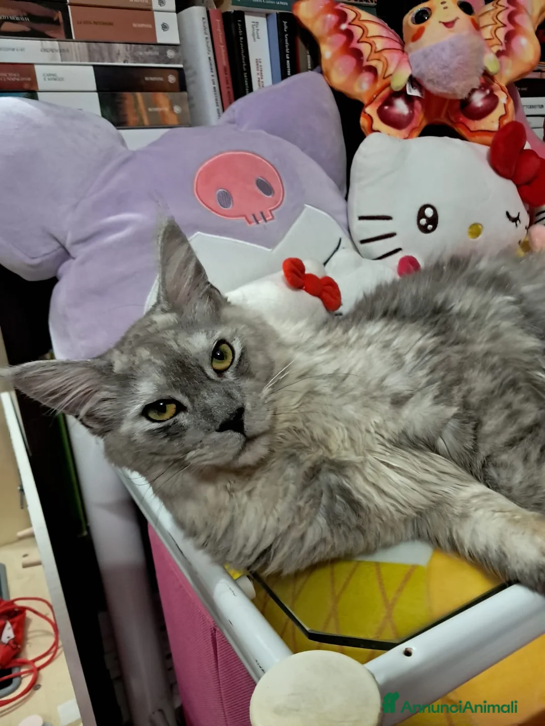 Maine Coon gatti in vendita: Maine coon 1 anno intero - Annuncio 1