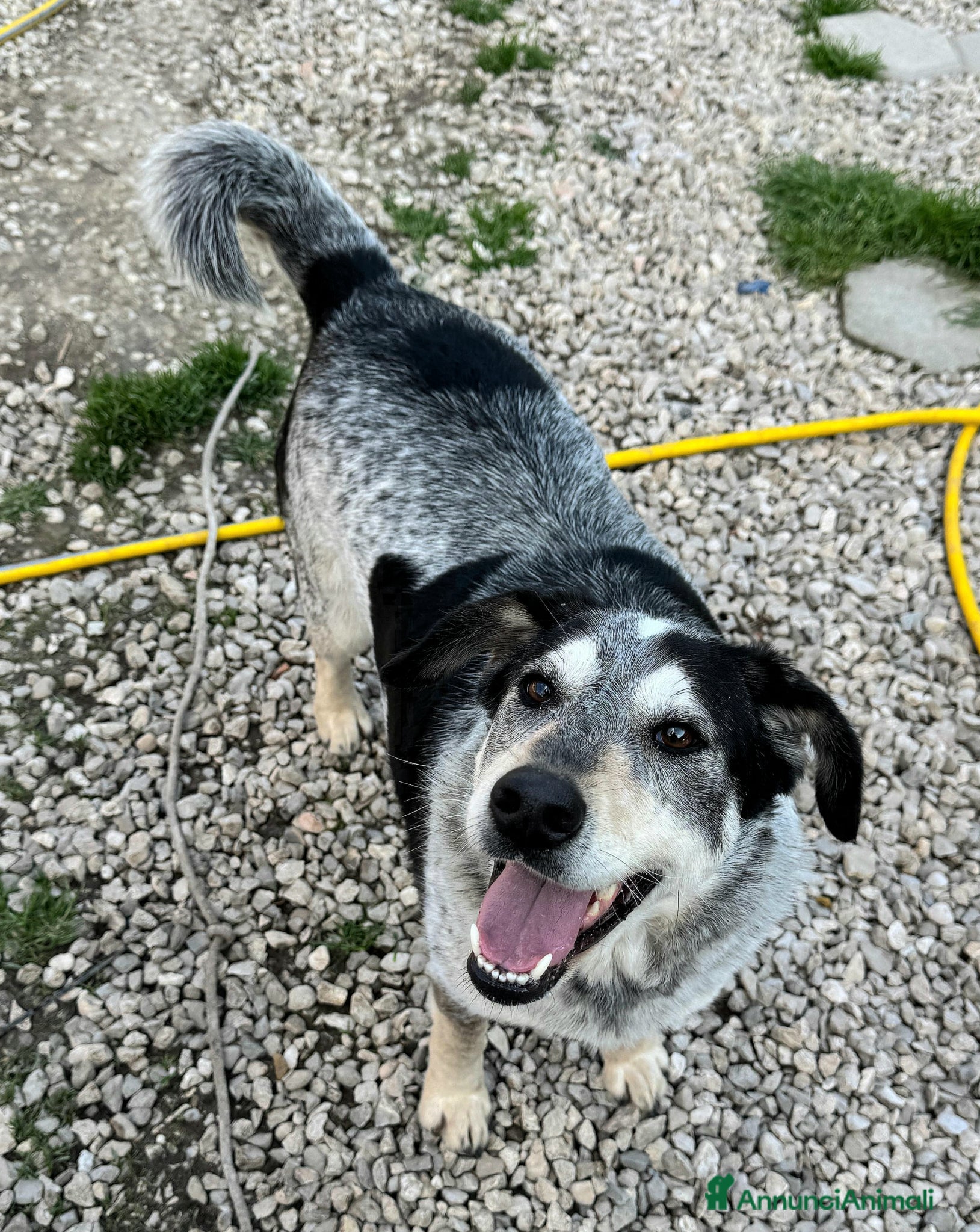 Meticcio cani Mila 4 anni Taglia media  - Annuncio 1