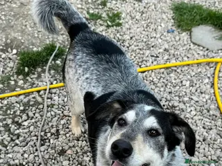 Meticcio cani Mila 4 anni Taglia media - Annuncio 1